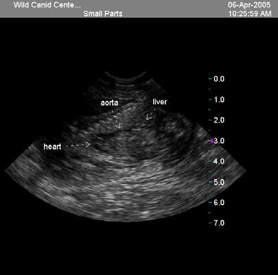 Sonogram of a Mexican wolf conceived via artificial insemination. Photo courtesy of the Wild Canid Survival and Research Center. The Research Department at the St.