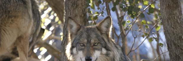 1. Mexican Wolf Captive Breeding Program a.