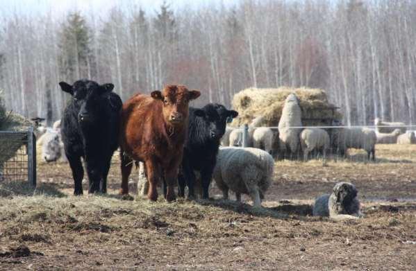 A RANCHER S GUIDE COEXISTENCE AMONG LIVESTOCK, PEOPLE &