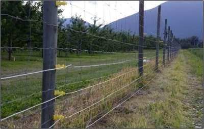 A five-strand portable electric fence set up to deter grizzly bears. Photo courtesy of Gillian Sanders.
