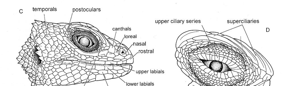 Also learn the names of the scales or scutes on the turtle shell, the lizard head and the snake head. The snake scales are sufficiently detailed in your field guide.