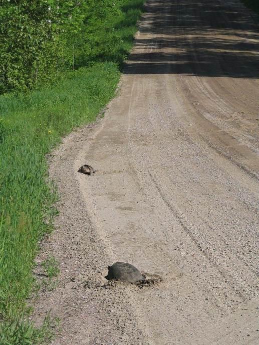 There are 8 species of turtles known to occur in Ontario, with 7 known to occur in Renfrew County.