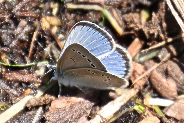 SILVERY BLUE Glaucopsyche lygdamus, (M) Silvery Blue This fellow is a little bigger than the end of a man s thumb, energetically flying about or over wet ground, looking for either a female or for