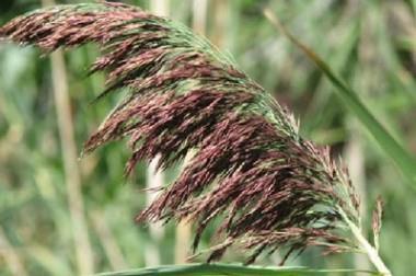 Growing along many seeps, waterways and marshes you will find a large tall grass known as the Common Reed, Phragmites australis americanus, which is considered native.
