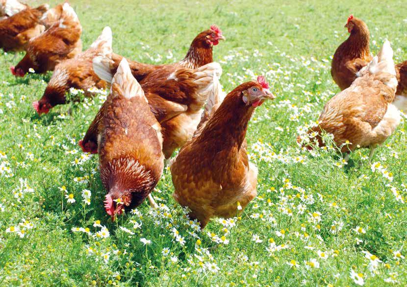 HAPPY HENS MAKE WONDERFUL EGGS All our hens are reared on specially selected Westcountry family farms.