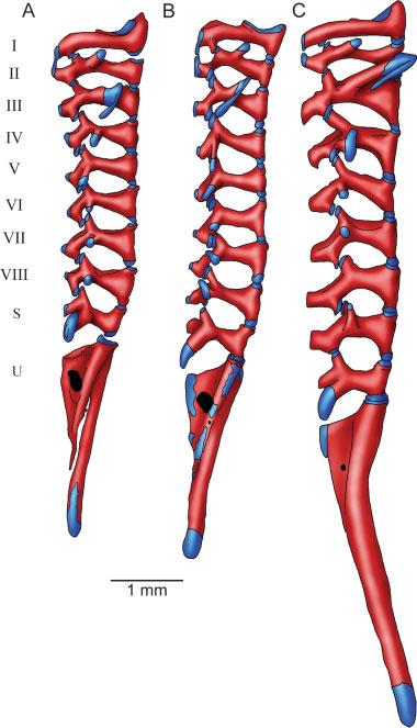 The second pair of spinal nerve foramina is no longer present. The configuration of the vertebral column in juveniles of 18-mm SVL (Figs. 8C, 9C) is similar to that of the adult (see Fig. 10).
