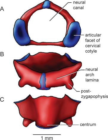 The neural arches are nonimbricate (nonoverlapping), even in the largest specimens examined; therefore, relatively large portions of the spinal cord are exposed dorsally between the vertebrae.