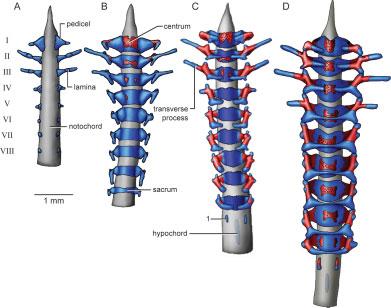 Fig. 2. Ontogeny of the vertebral column of Acris crepitans, dorsal views.