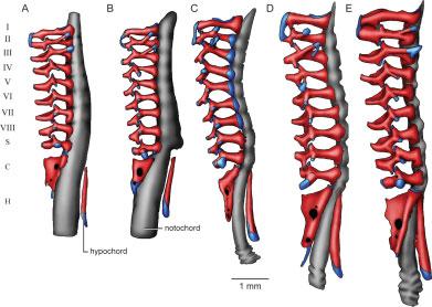 Fig. 5. Ontogeny of the vertebral column of Acris crepitans, dorsal views. (A) Early Gosner Stage 40 (KU 307897), (B) Gosner Stage 41 (KU 307892), (C) Late Gosner Stage 42 (KU 307902).