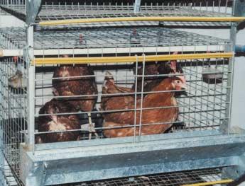 .. THE CASE AGAINST ENRICHED CAGES