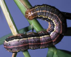 Fall Armyworms Marching In The fall armyworm, Spodoptera frugiperda, consume foliage of many different plants, including turfgrass, shrubs, and agricultural crops.