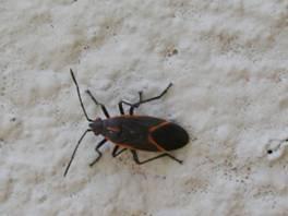 Photo of boxelder bug. Photo by Elizabeth Wizzie Brown, Program Specialist-IPM, Texas AgriLife Extension.