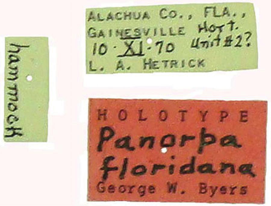 1982; and a paratype, a male collected in Orange Park in 1936 (Byers 1993).
