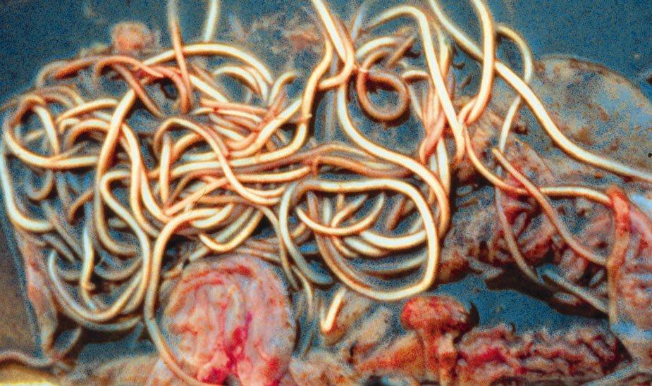 Introduction Parasitic worms in the pig are an important though often overlooked problem that can significantly reduce productivity and growth rates as well as causing noticeable clinical disease in