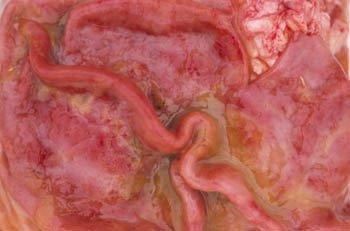 Worms can affect the digestive system and the respiratory system, the latter by direct damage due to the pig lungworm or more commonly indirectly as migrating worm larvae pass through the lungs on