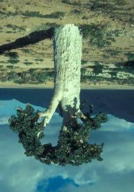 The Cucumber Tree - Vulnerable An unusual Vulnerable endemic from the island archipelago of Soqotra, Yemen.