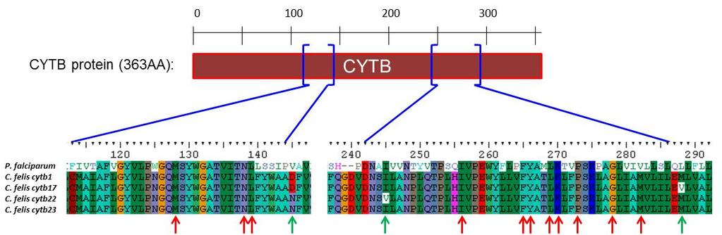 nine genotypes had non-synonymous substitutions conferring amino acid changes in the cytb gene, with three of these in or near the atovaquone-binding site (Figure 3, Figure 4).