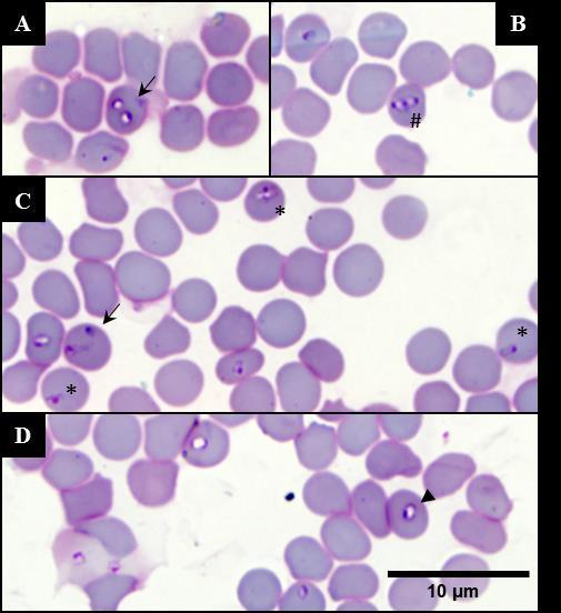 suggest that different intraerythrocytic life stages of C. felis exist and should be further characterized in future studies.