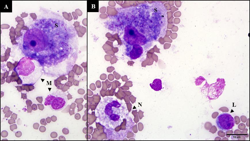 TAXONOMY OF CYTAUXZOON FELIS The genus Cytauxzoon is taxonomically categorized within the order Piroplasmida, a collection of blood-borne protozoan parasites that also includes the genera Babesia and