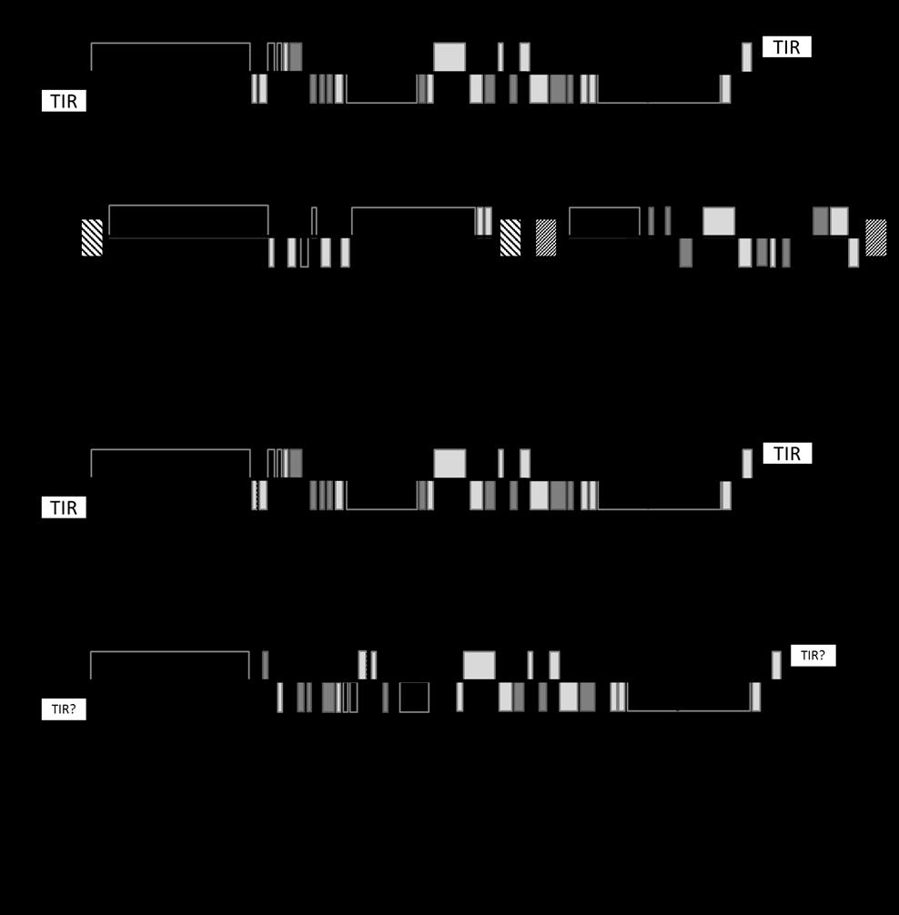 Figure 2. Mitochondrial genome structures of Piroplasmida species characterized in this study.