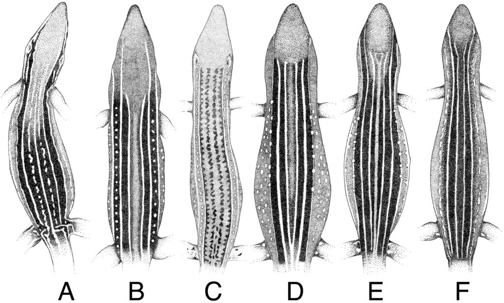 March 2003] HERPETOLOGICA 81 FIG. 5. Dorsal coloration patterns in six species of Cnemidophorus from Brazil. (A) C. littoralis, CHUNB 08308, (B) C. ocellifer, CHUNB 12964, (C) C.