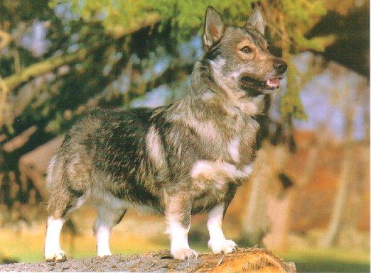 Slide 12 Imported to the U.S. in the 1980 s Pictured is a fine example of the breed and one of the