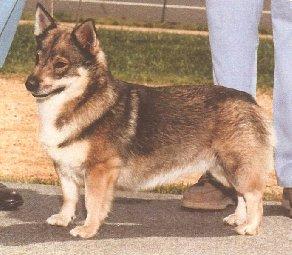 For a more detailed comparison between the Swedish Vallhund, and the two Corgi breeds, please refer to