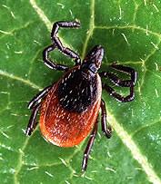 Immature ticks feed on birds, small mammals and lizards Vector of