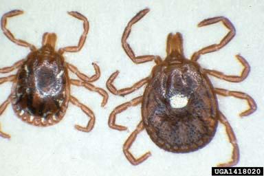 Very abundant in AR, aggressive feeder, readily bites humans Woodlands and woodland edges Three-host tick; 1 year life cycle Adults most abundant in May, June, July; appear in March Nymphs abundant