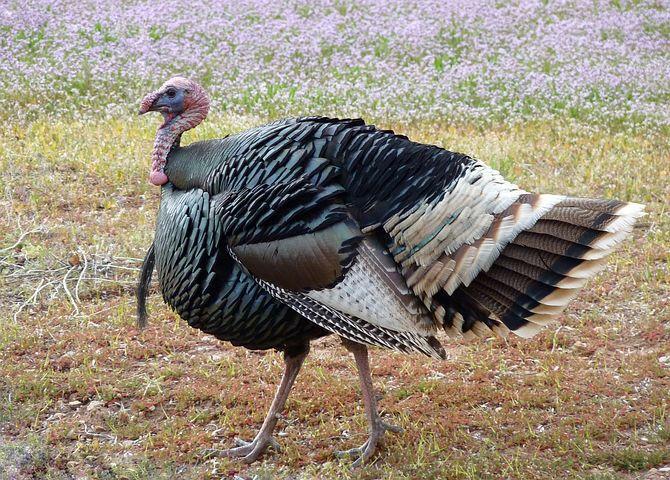 When he became a staple of our Thanksgiving feast, his popularity grew. Now turkeys are everywhere, especially in November in our home décor, as fun crafts, and as a delectable part of our feasts.