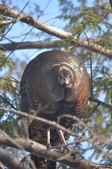 The male turkey is called a tom. He uses his beautiful tailfeathers just like a peacock does to attract a mate.
