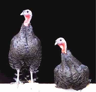 Seven existing varieties were used, including the white, bronze, black and wild turkeys. Left: White Beltsville turkey, stag (tom).