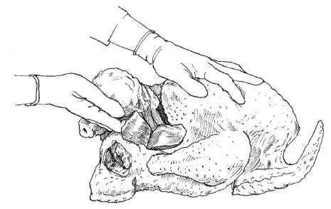 Removing Abdominal Contents 1. Make a short, horizontal cut 11/2 to 2 inches (3.8-5.1 cm) between the vent and the tip of the keel bone; make the horizontal cut about 3 inches (7.6 cm) long. 2. Break the lungs, liver, and heart attachments carefully by inserting the hand through the rear opening.