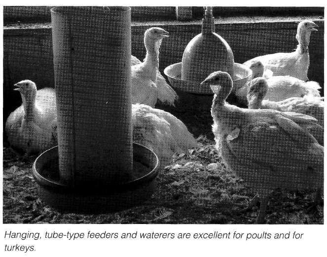 Feeding Equipment To quickly get the poults to start eating, place their first feed on egg-filler flats, chick box lids, paper plates, small plastic trays, or box covers.