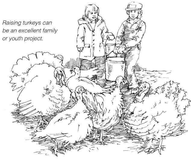 Successful and caring turkey producers spend a great deal of energy, time, effort, and money to ensure that their turkeys are given the best care possible.