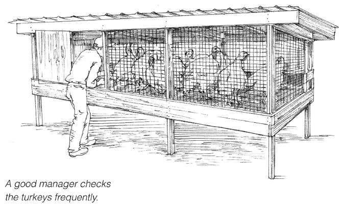 Depending on the diseases present in your given area, it may be necessary to vaccinate the poults against Newcastle disease, fowl pox, erysipelas, or fowl cholera.