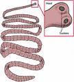 1. Tapeworms (Cestodes) T. saginata (Beef tapeworm) T. solium (Pork tapeworm) Diphylobothrium latum (fish tape In case of D.