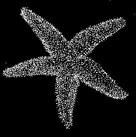 External Starfish Anatomy