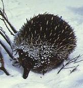 Gordon Grigg Echidnas show enormous variation within their species. As conditions change across their range, individuals display different variations.