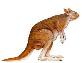 RED KANGAROO EVOLUTION 25 MYA.Northern Australia is still warm and wet and covered in rainforest.