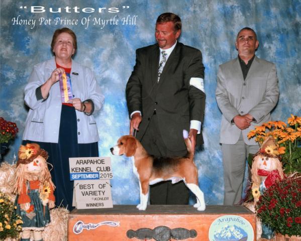 "Butters" (Honey Pot Prince Of Myrtle Hill) (Bred by Cindy Williams,