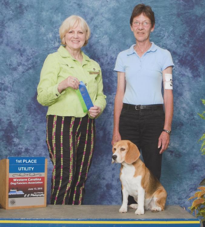 Brumfield s High Roller at Maple Ridge (Dealer) went Winner s Dog at the 2015 Beagle Nationals in St. Louis. Dealer was Owner Handled by Robin Wescher.