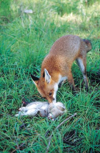Integrated Pest Management Protection of fauna Rabbits provide a food source for foxes, feral cats, dingoes / wild dogs and birds of prey.