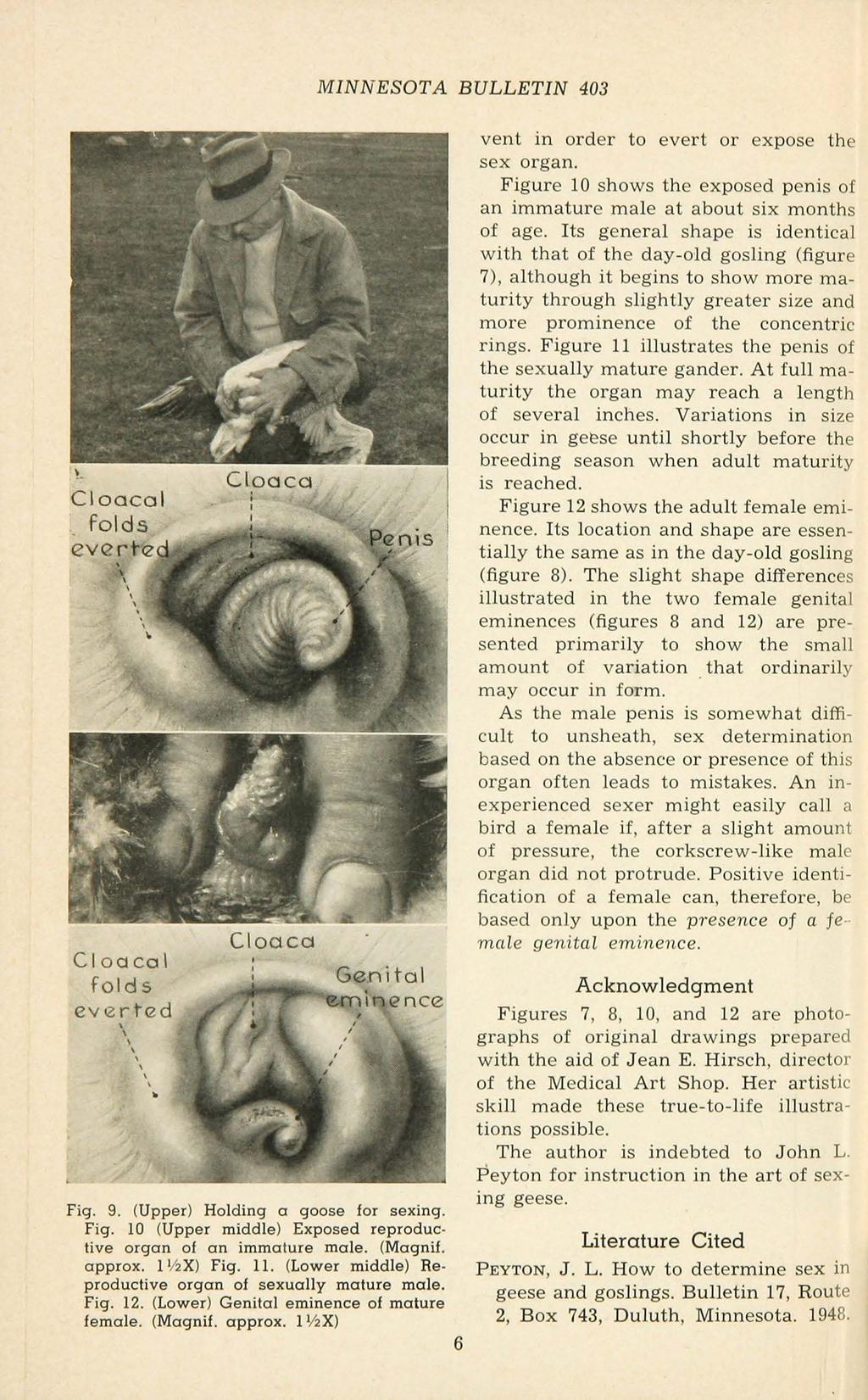 Cloacal folds everted ' ' ' \ ' ' '. Cloaca MINNESOTA BULLETIN 403 Fig. 9. (Upper) Holding a goose for sexing. Fig. 10 (Upper middle) Exposed reproducti ve organ of an immature male. (Magnif. approx.