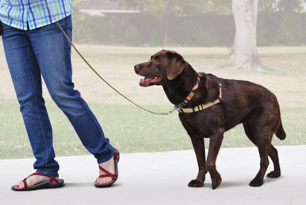 Our restraint-free methods called Touch Guidance gradually give your dog body cues