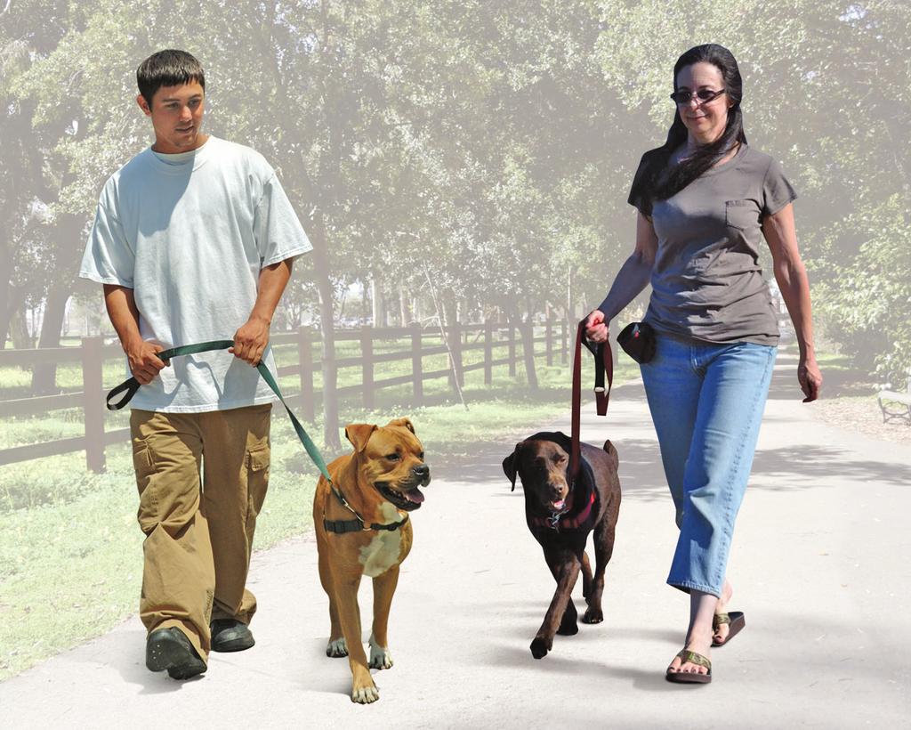 2 Turn around and lead your dog forward with tension on the leash (pulling upward).