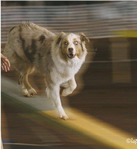 He kept all of the bars up but ran out of time. Dylan is the dog that has taken us places that we might not have gone without him. The 2005 AKC Nationals, the USDAA Nationals in 2009, 2010 and 2011.