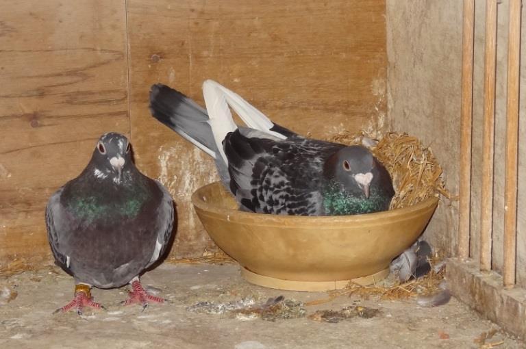 Sire: 02-0213065, the Zilverpenne, a fantastic breeder and brother of a 1 st, 2 nd, 3 rd, 4 th, 5 th National and sire to the Ace Pigeon Barcelona.