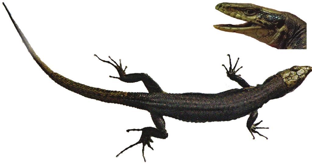 Current Distribution of the Introduced Rock Lizards 229 Fig. 3. «Brown melanist» (partially melanist) D. dahli from near Denyshy Village.