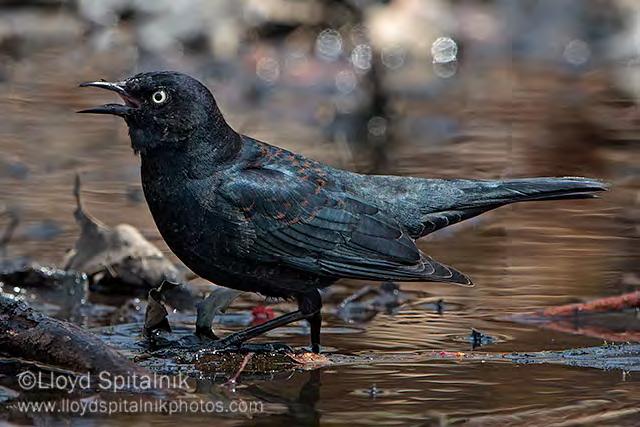 Rusty Blackbird Visual Identification Tips For Spring Migration When we think of Rusty Blackbirds, or Rusties, their distinctive rusty-tipped feathers and prominent brown eyebrows often come to mind.